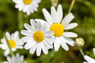 Image showing white daisy , flowers.