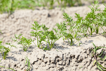 Image showing Field with carrot  