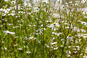 Image showing white daisy,  bloom