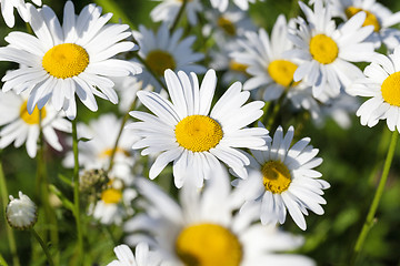 Image showing white daisy , spring