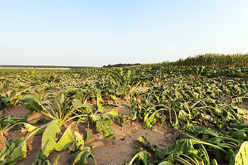 Image showing sluggish sugar beet  