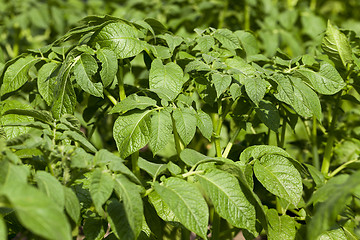 Image showing Agriculture,   potato field  