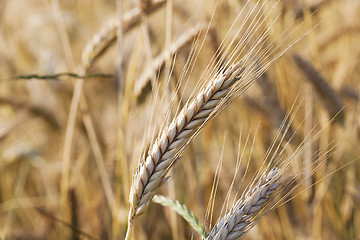 Image showing mature cereal ,  close-up  