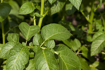 Image showing Field with potato 