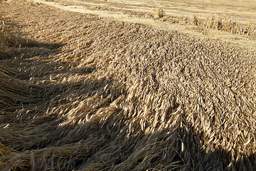 Image showing farm field cereals  