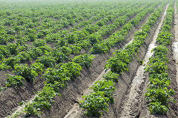 Image showing Agriculture,   potato field 