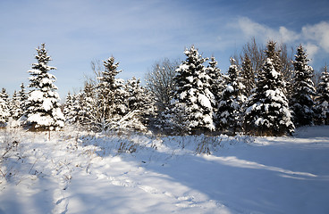 Image showing  close up fir  