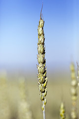 Image showing unripe ears of wheat  