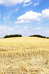 Image showing harvesting cereals,  Agriculture