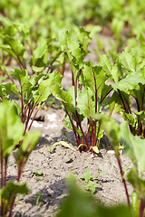 Image showing Field with red beetroot  