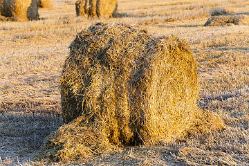 Image showing harvesting cereals , Agriculture