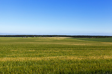 Image showing immature green grass  