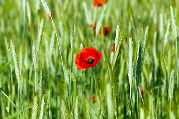 Image showing Poppy in the field  