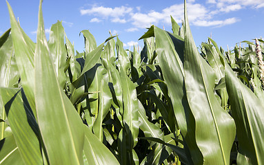 Image showing Corn field, summer time  