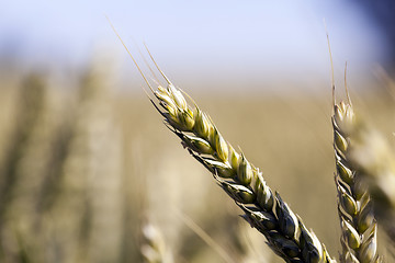 Image showing agricultural field wheat  