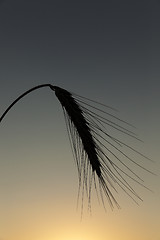 Image showing Spike rye at sunset  