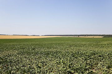 Image showing field with beetroot 