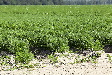 Image showing Field with carrot  