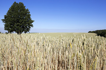 Image showing ripe yellow cereals  