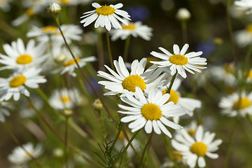 Image showing daisies , the spring 