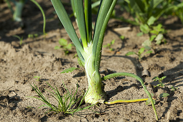 Image showing sprouts green onions  