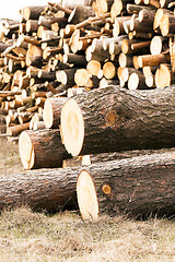 Image showing logging ,  timber harvesting