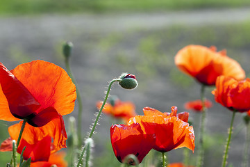 Image showing blooming red poppies  