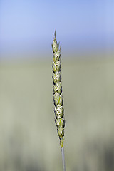 Image showing immature green grass  