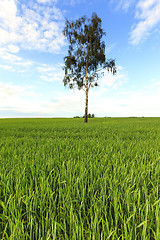 Image showing tree in the field 