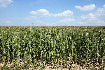 Image showing corn field, agriculture 