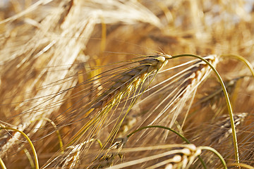 Image showing farm field cereals  