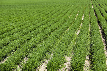 Image showing green carrot field  