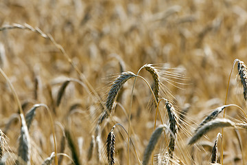 Image showing ripe yellow cereals  