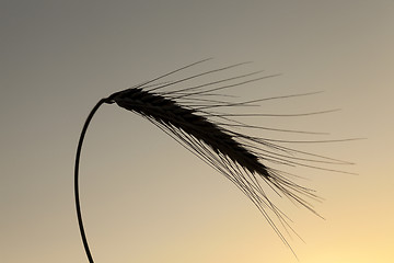 Image showing silhouette ears of rye at sunset  