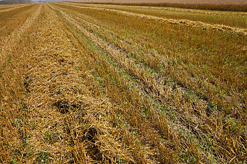 Image showing harvesting cereals , Agriculture