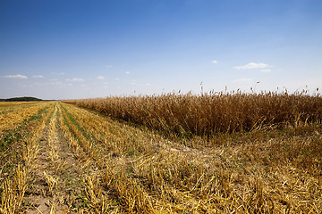 Image showing   cereals during harvest 