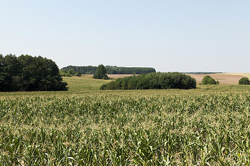 Image showing Corn field, forest  