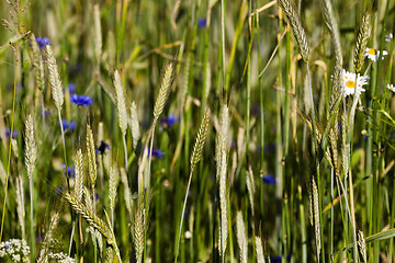 Image showing blue cornflower, closeup