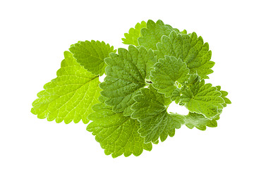 Image showing lemon balm, isolated  