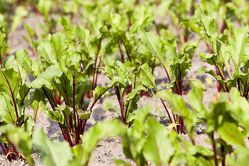 Image showing field with beetroot  