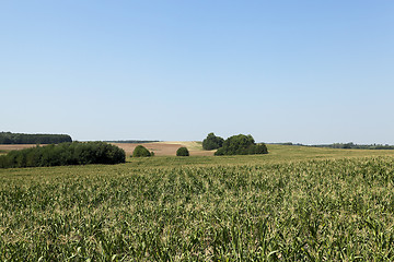 Image showing Corn field, forest  