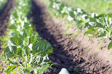 Image showing Field with cabbage 