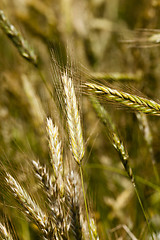 Image showing immature cereals ,  wheat