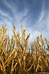 Image showing ripe yellow corn  