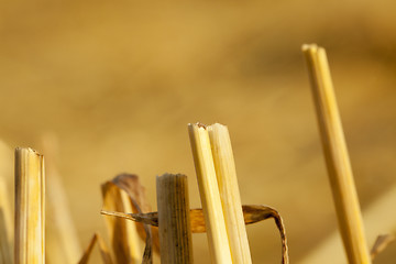 Image showing straw after harvest  