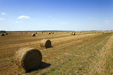 Image showing haystacks straw , summer