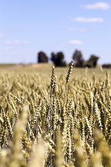Image showing wheat field, tree 