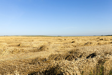 Image showing wheat field. Summer  