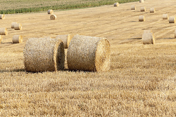 Image showing harvest of cereals  