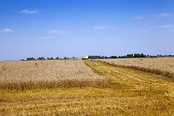 Image showing harvesting , the field